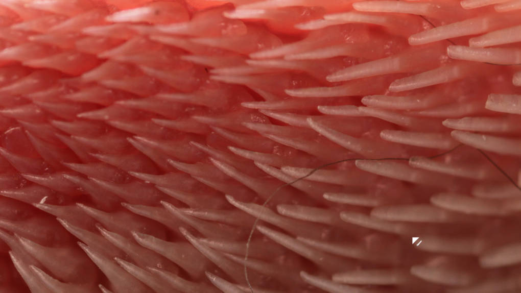 The spines on a cat’s tongue point in the same direction, making it easier to free the shed fur off of the tongue and back towards the cat’s throat
