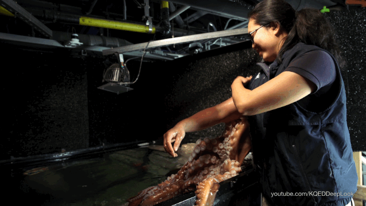 Ellen Umeda, aquarist at the Monterey Bay Aquarium, pulls a Giant Pacific octopus arm off her own arm. 