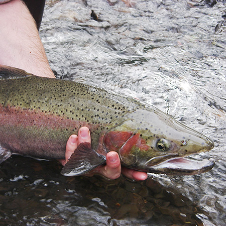 Steelhead trout live in the Carmel River.