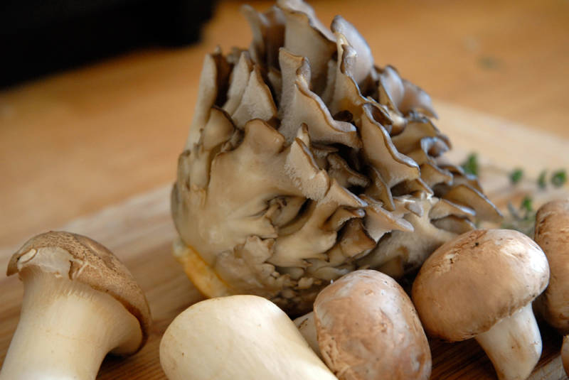 Maitake mushroom surrounded by King Trumpet and button mushrooms. 