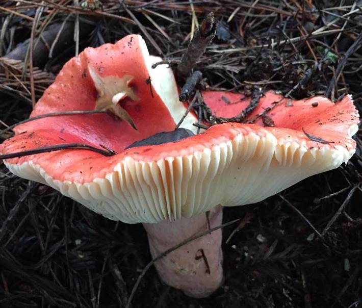 An inedible rosy russula in Redwood Regional Park. 