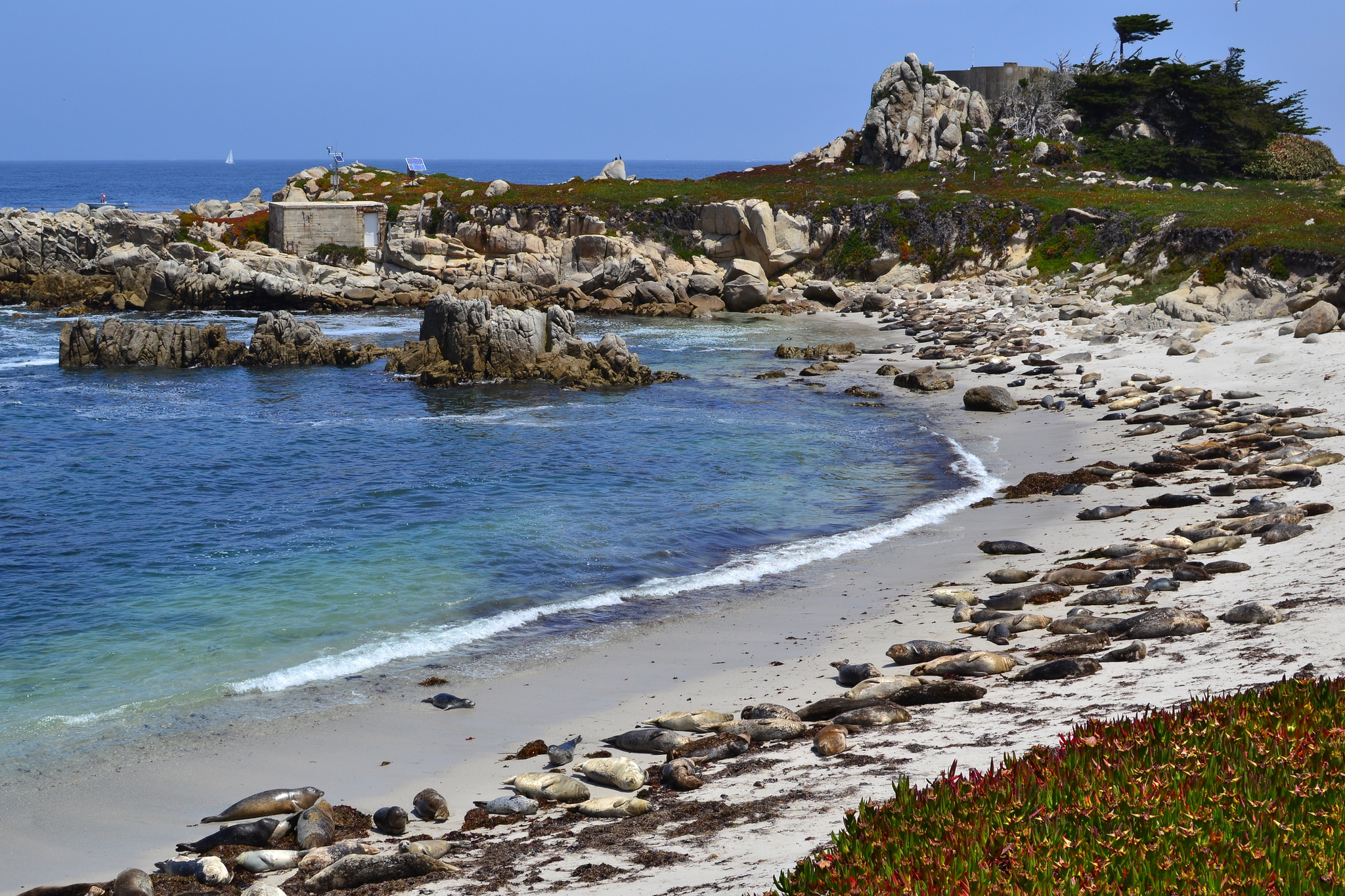 Seals sun themselves on the beach adjacent to the Hopkins Marine Station in Pacific Grove, California.