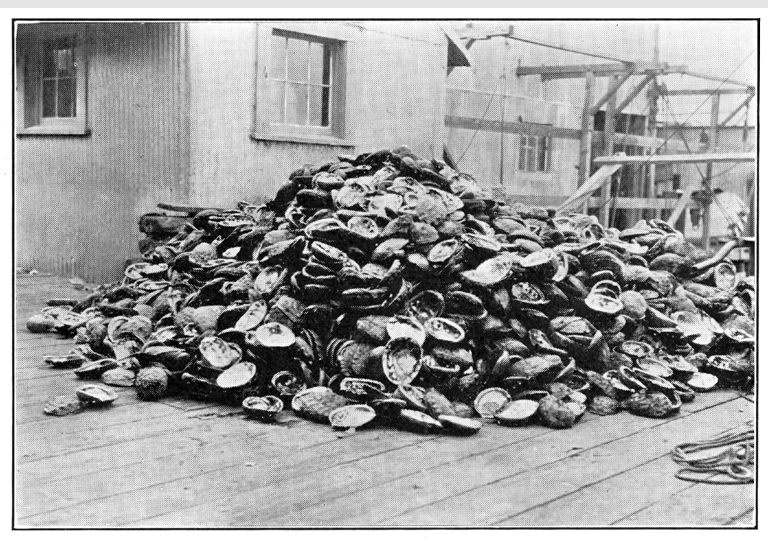 These abalone shells in Monterey, California on September 5, 1930 sit outside a market after the tender meat was removed. White was so popular that it was nearly eaten to extinction.