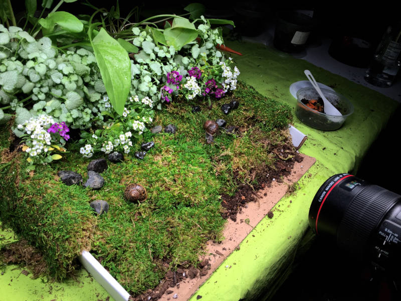 To film snails copulating, the Deep Look team built a tabletop snail love garden.