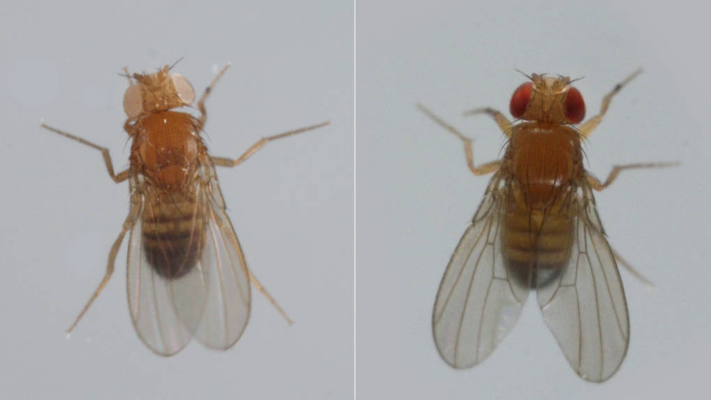 A mutant white-eyed fruit fly like the one on the left helped biologist Thomas Hunt Morgan in 1910 figure out how genes get passed on from generation to generation. Normally, fruit flies have red eyes.