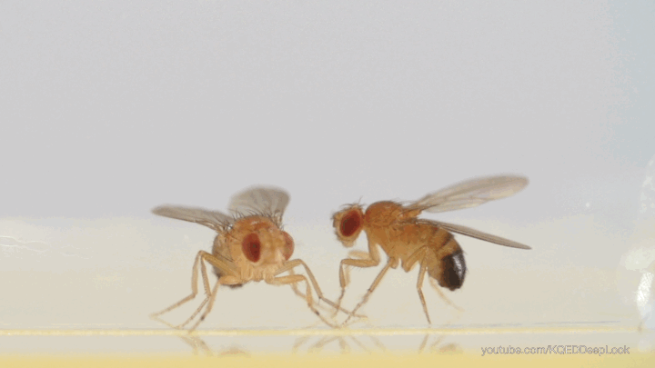 These fighting fruit flies are helping researchers at the California Institute of Technology, in Pasadena, understand what nerve cells are activated in the brain during bouts of aggression.