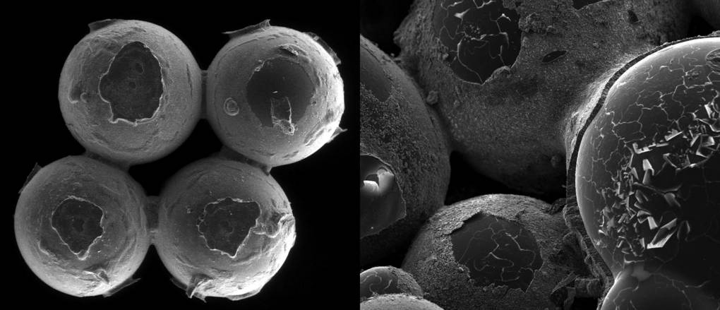 Left: Glass beads (1 millimeter in diameter) covered by bioMASON bacteria (imperceptible at this magnification) and stitched together by biocement. Right: Magnified version of left reveals biocement as it coats glass beads. 