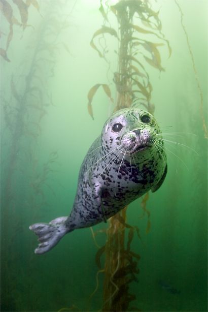 A California harbor seal near "tank reef" and underwater diving spot in Monterey.