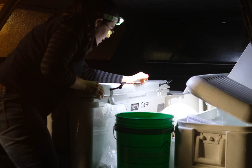 Kristen Aquilino searches for a spatula so she can remove a wild-caught white abalone from inside a cooler that transported the animal from Los Angeles to San Francisco.