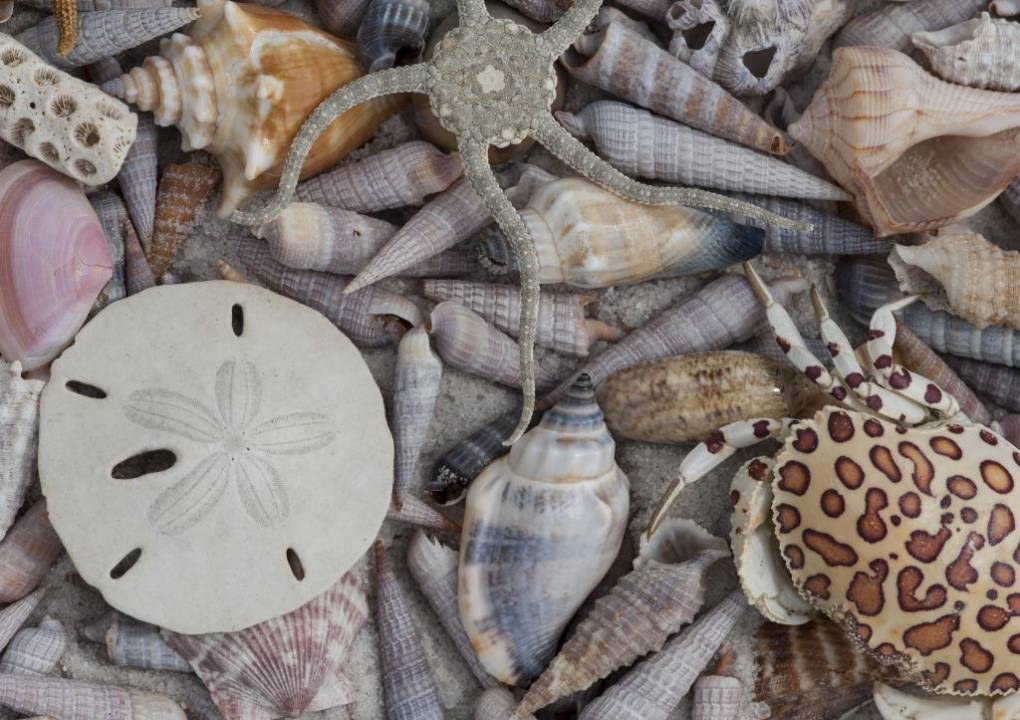 All the marine organisms in this picture produce calcium carbonate to harden their shells or exoskeletons. Pictured: brittle star, calico box crab, sand dollar, stony coral, conch, whelk, augers (many), olive, scallop and barnacle. 