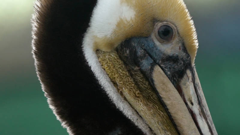 A brown pelican in rehabilitation at International Bird Rescue.