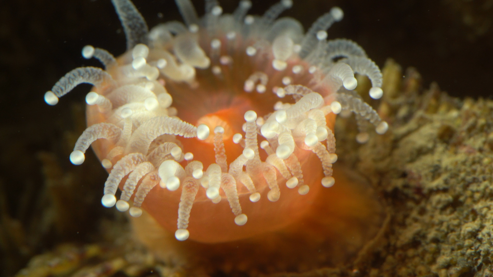 Styles and Survival Strategies of Decorator Crabs | Roundglass Sustain