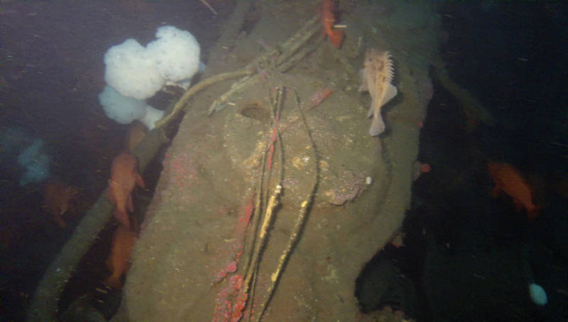 The wreck provides habitat for various species of marine life, including vermillion rockfish. Here, they swim around the steam engine, a 2400 horsepower engine, indicating McCulloch’s cruising speed was 17 knots.