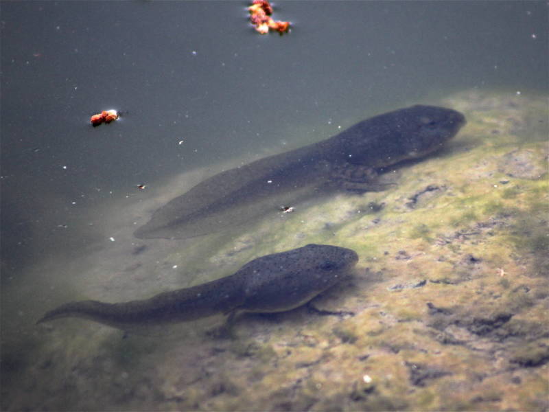 Bullfrog tadpoles can be 5-or-6 inches long, and don't yield to human swimmers.