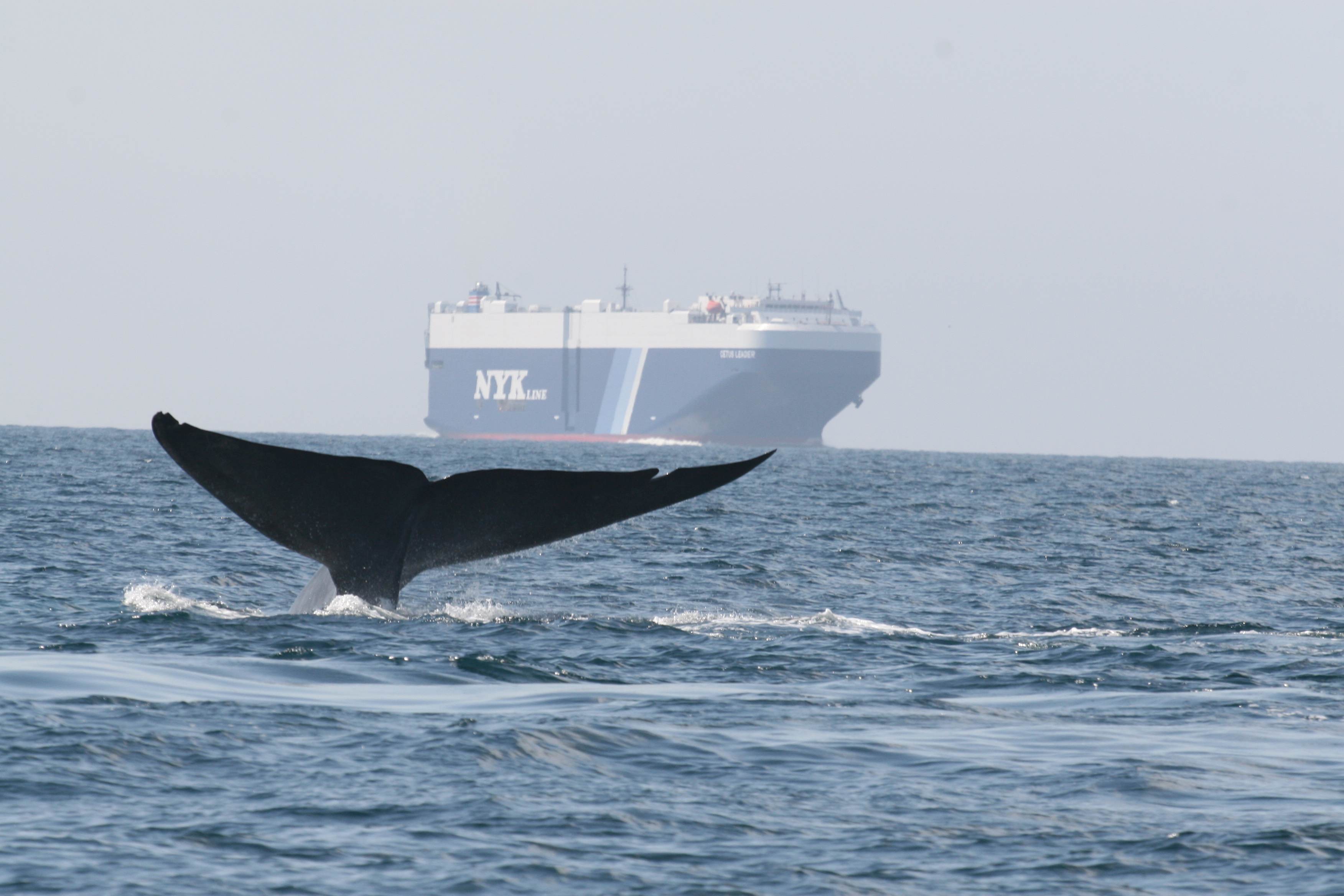 Can Song-Loving Robots Help Save Whales From Ships?