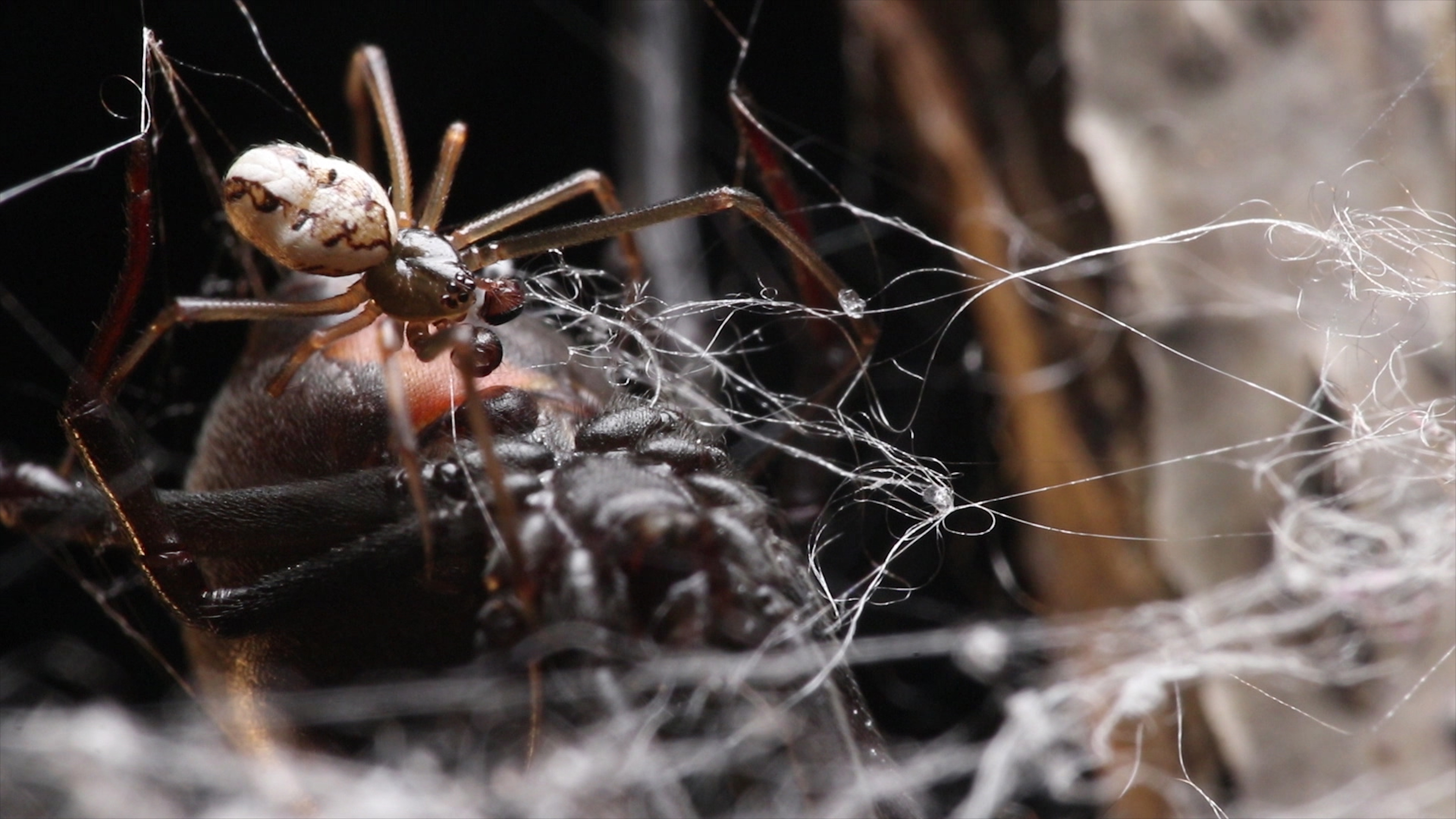 Maak een bed Uitrusten Onvervangbaar Why the Male Black Widow Spider Is a Real Home Wrecker | KQED