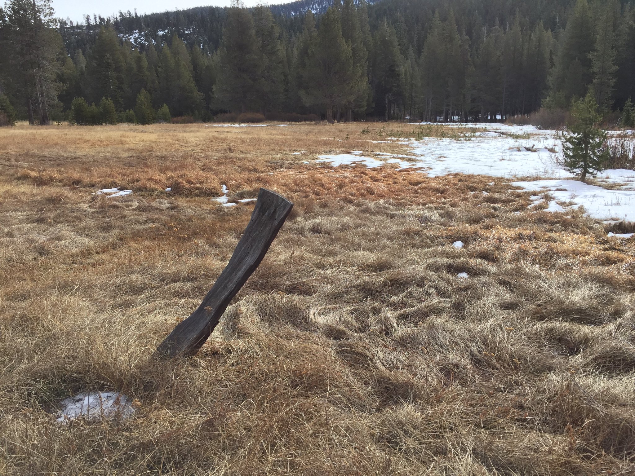 Mostly-barren winter meadow in the Sierra.