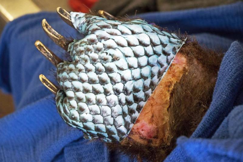 The fish scale pattern from tilapia skin visible on the bottom of the bear's paw.
