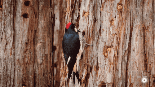 You'd Never Guess What an Acorn Woodpecker Eats | KQED