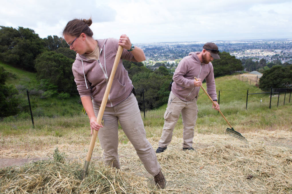 Heather Paddock and her fellow zookeeper rake old hay away from the feeding areas for the zoo's fourteen American bison. 