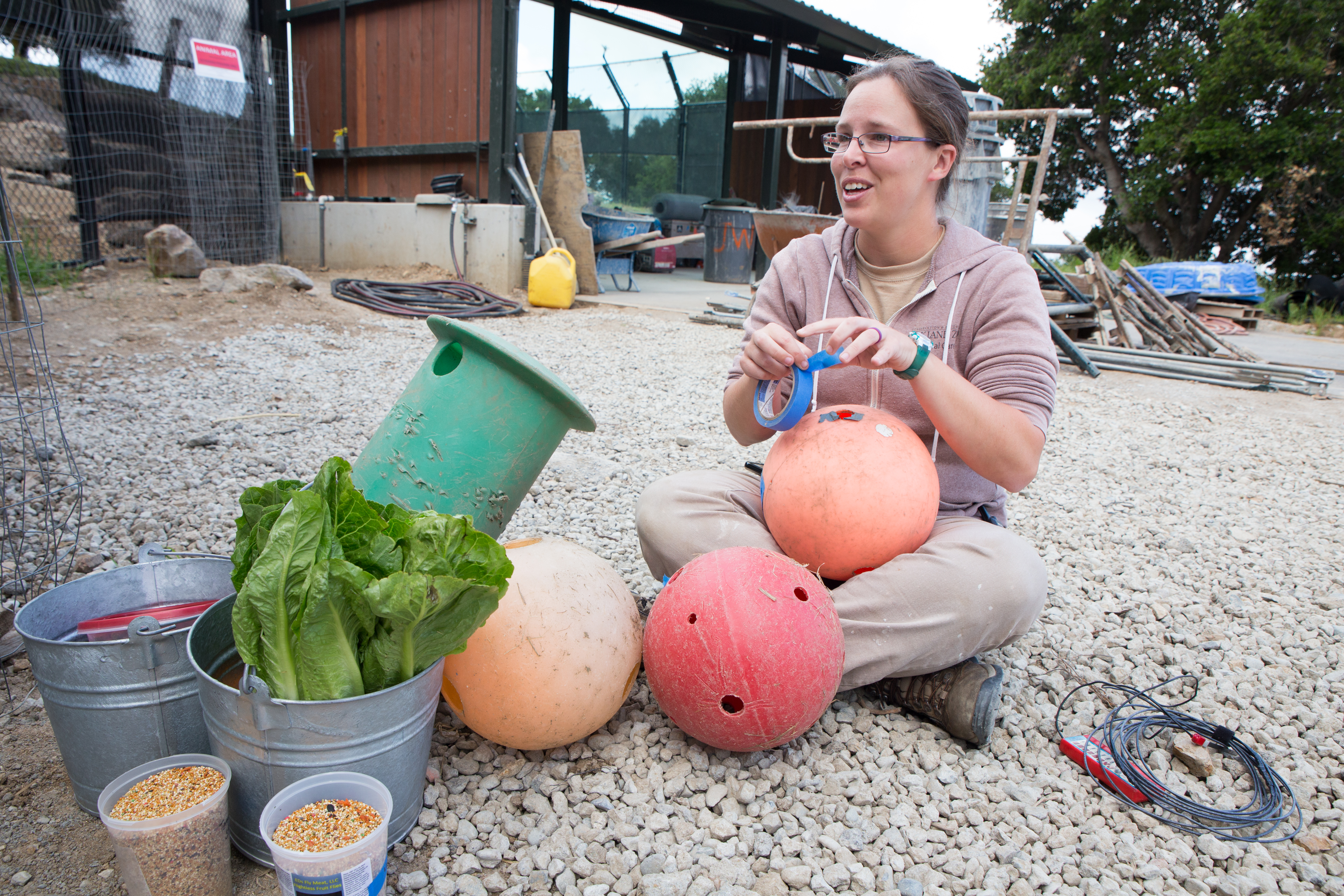 Heather Paddock, a zookeeper for the Oakland Zoo's new exhibit, prepares a food enrichment activity for the zoo's four black bears. She pours bird seed and mealworms into large round containers and tapes off the holes to make it harder for the bears to get the food.