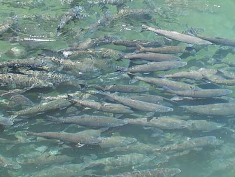 Butte Creek salmon.
