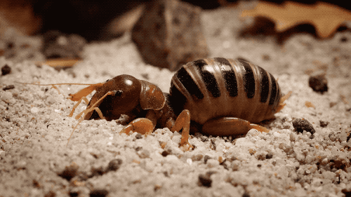A female Jerusalem cricket drums to respond to a mate.