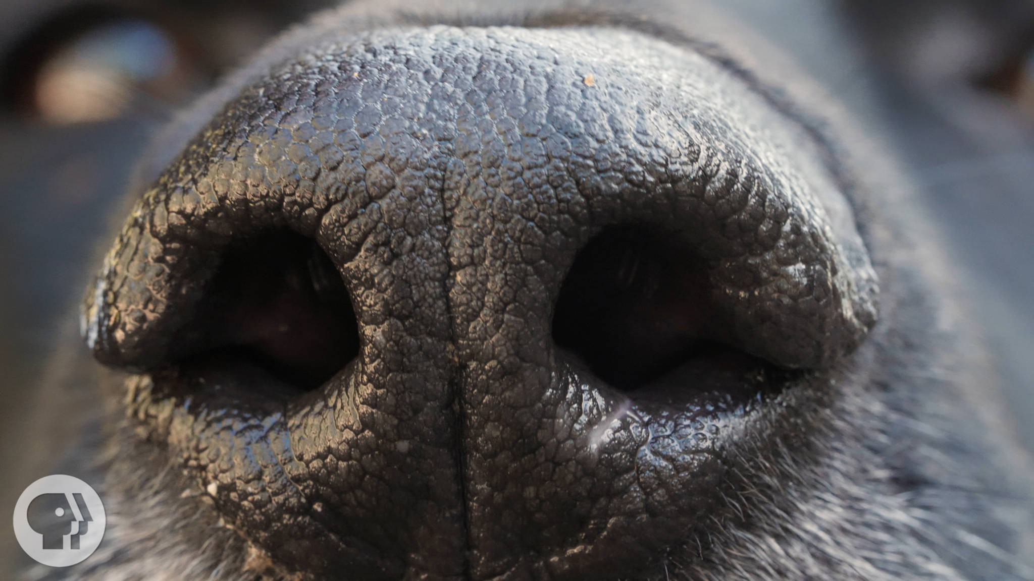 How Your Dog's Nose Knows So Much | Deep Look | KQED Science