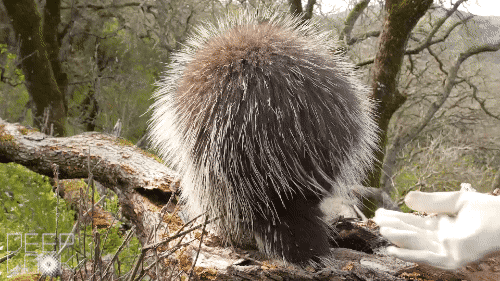 The point is, porcupines inspired improved surgical tape