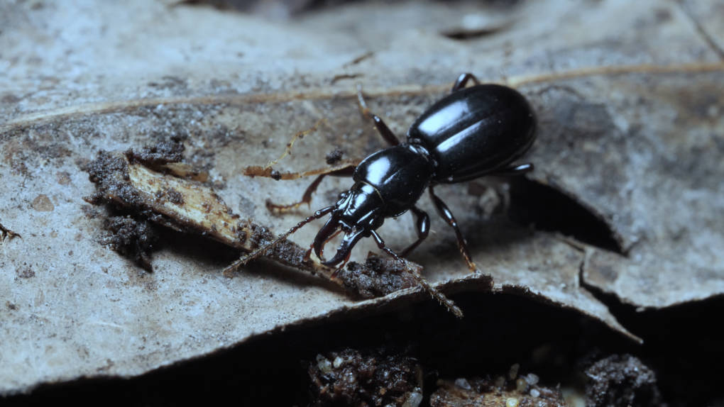 Promecognathus crassus, a ground beetle common in the Bay Area.