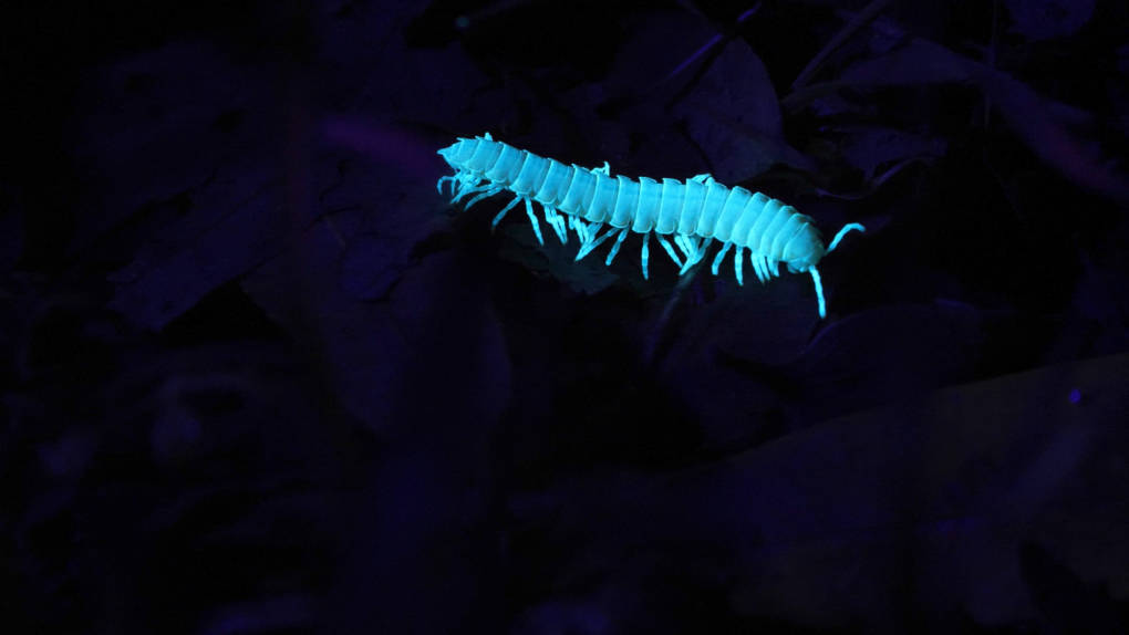 Xystocheir dissecta millipede glowing blue under UV light.