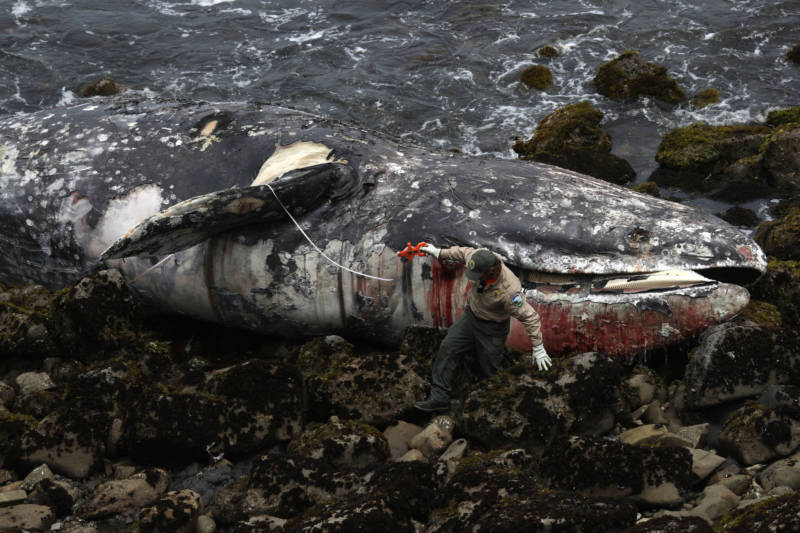 A Pacifica city worker uses a measuring tape to measure the length of a dead gray whale as it sits on the beach near Pacifica State Beach on May 14, 2019, in Pacifica.. A tenth gray whale since March has washed up dead on shore in the San Francisco Bay Area. The municipality that owns the beach where a dead whale washes up is responsible for dealing with the body.