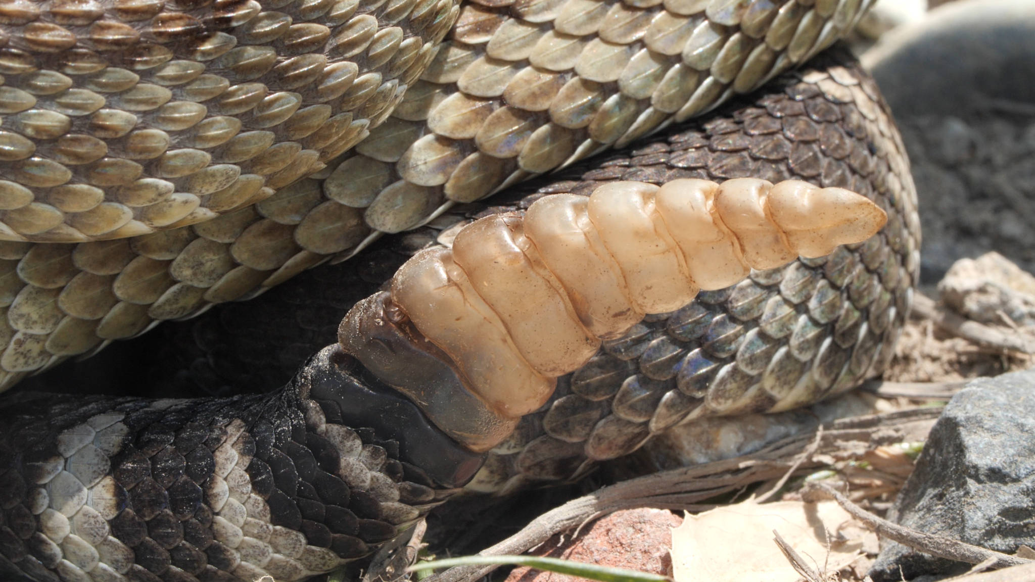 Are the Rattles on a Rattlesnake Poisonous?
