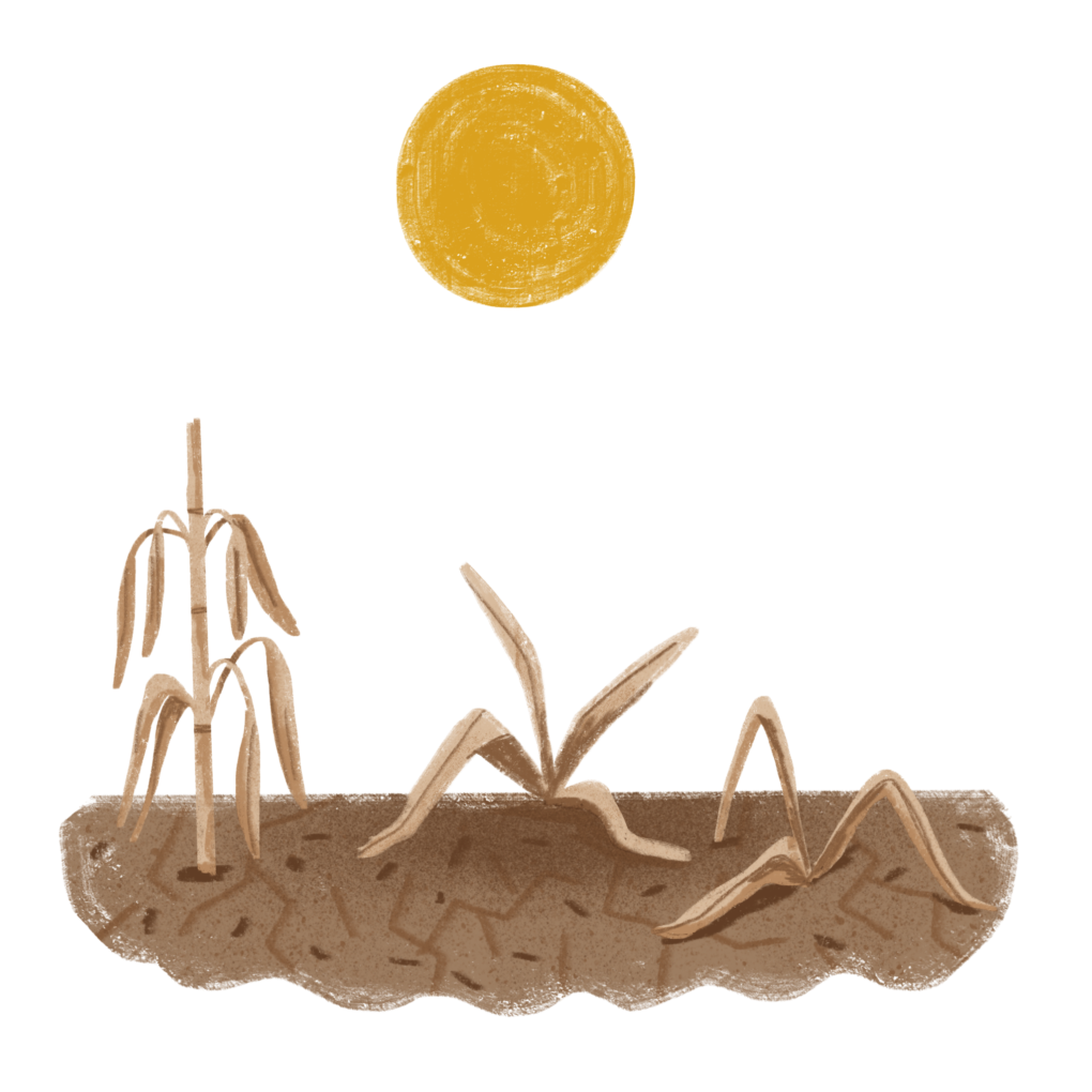 Art showing corn plants growing in dry soil, withering under an orange sun.