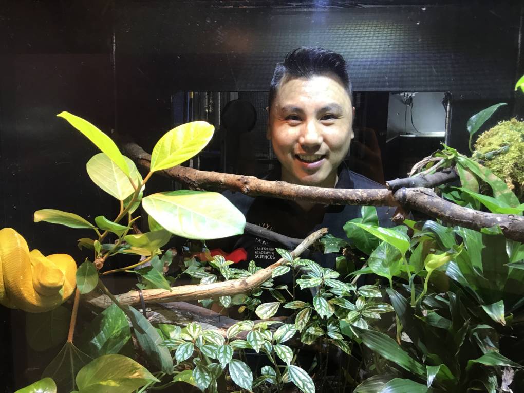 Patrick Lee, an Animal Care Manager at the California Academy of Sciences, smiles in front of the green tree python featured in the museum's "Color of Life" exhibit.