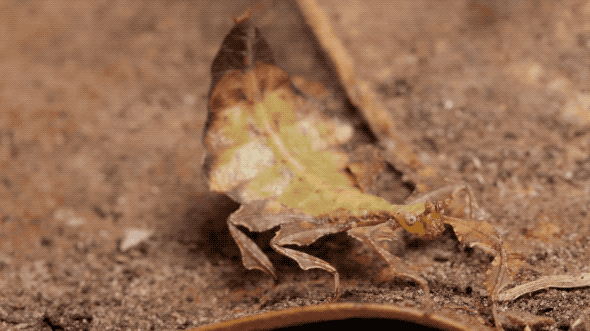 young giant Malaysian leaf insect nymph