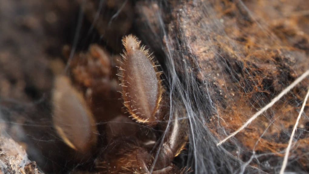A female webspinner spins silk.