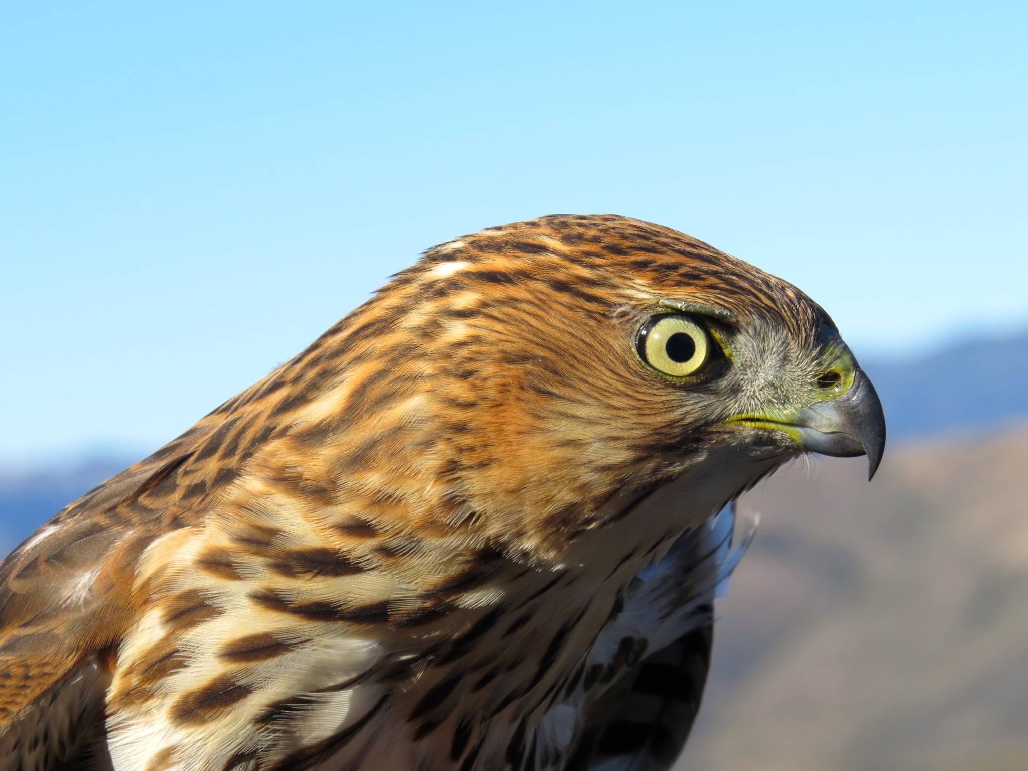 Century-Old Records Show Bird Species Have Seriously Declined in a Hotter Mojave Desert - KQED