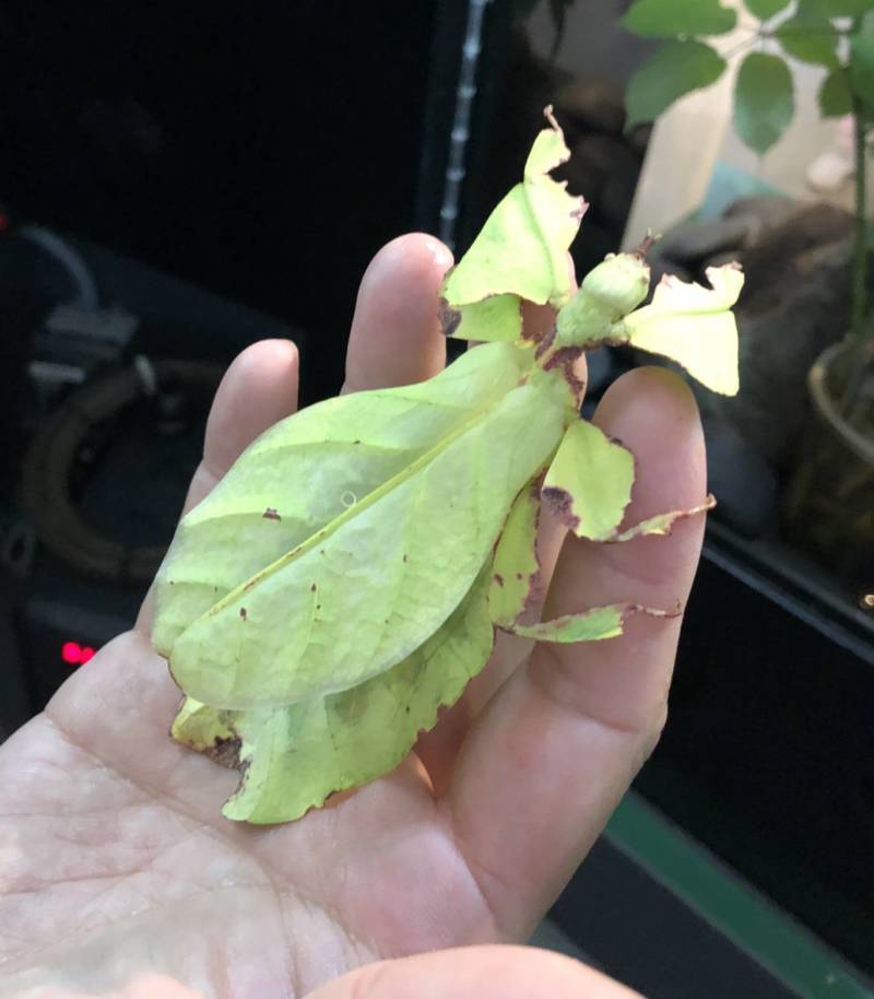 A giant Malaysian leaf insect