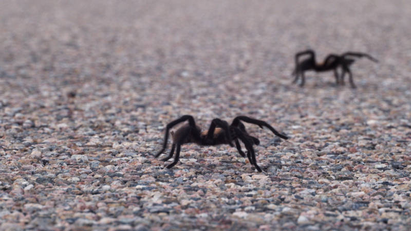 Newly-mature Texas brown tarantulas (Aphonopelma hentzi) cross a rural road in southeastern Colorado, in search of potential mates.