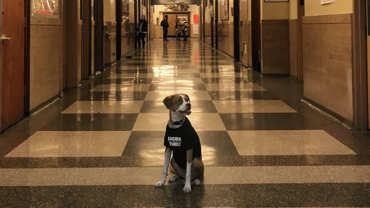 Making Comfort Dogs an Everyday Part of School