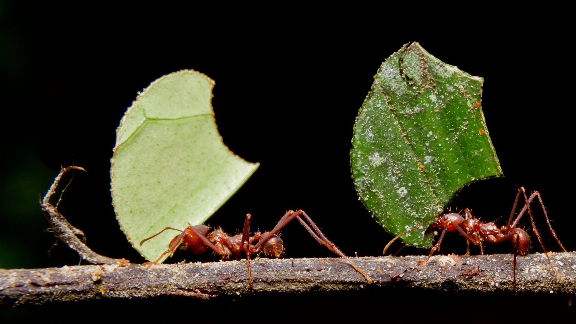 Where Are the Ants Carrying All Those Leaves? Deep Look