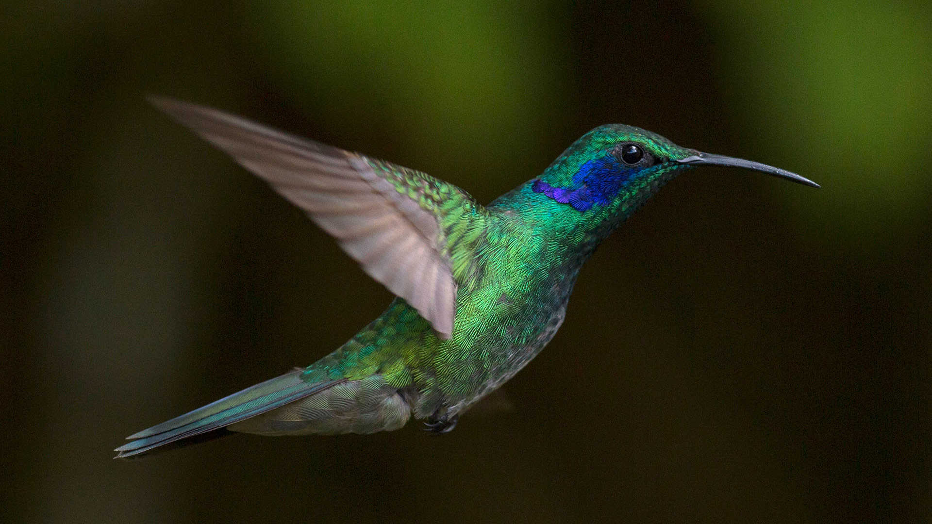 UC Research Shows Hummingbirds Fight for Nookie not Nectar ...